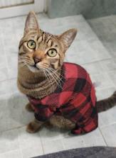Close-up of a cat modeling a colorful custom-fitted outfit indoors.