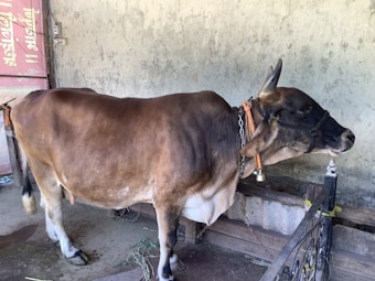 A brown cow is standing in a small confinement area, tied with a chain. It is wearing a rope halter and a bell around its neck. The background consists of a rough-textured wall, and some grass is scattered on the ground.