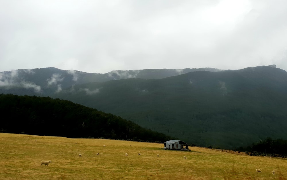 a field with a house in the middle of it