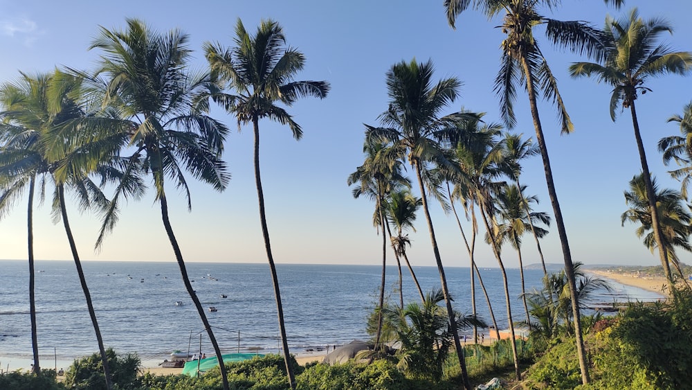 a beach with palm trees and a body of water