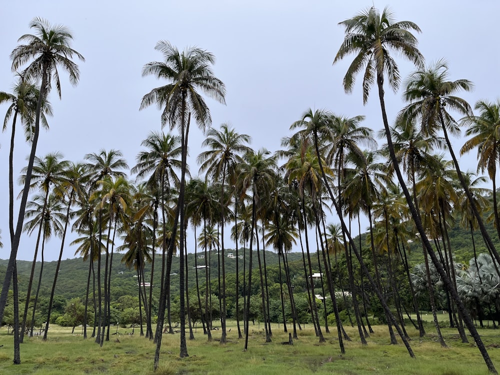 um monte de palmeiras em um campo