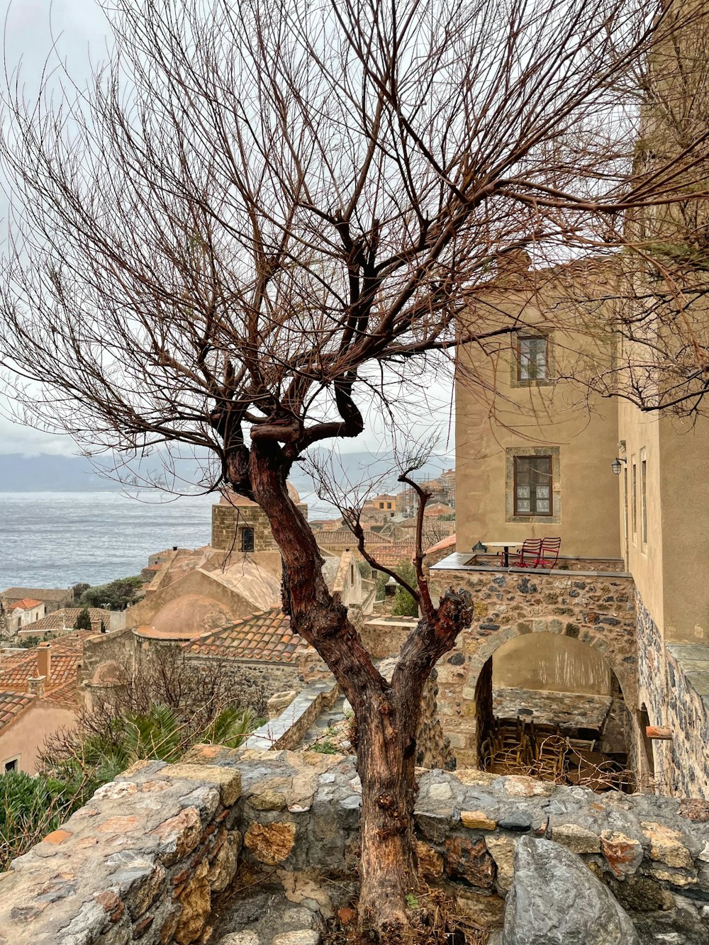 a tree with no leaves in front of a building