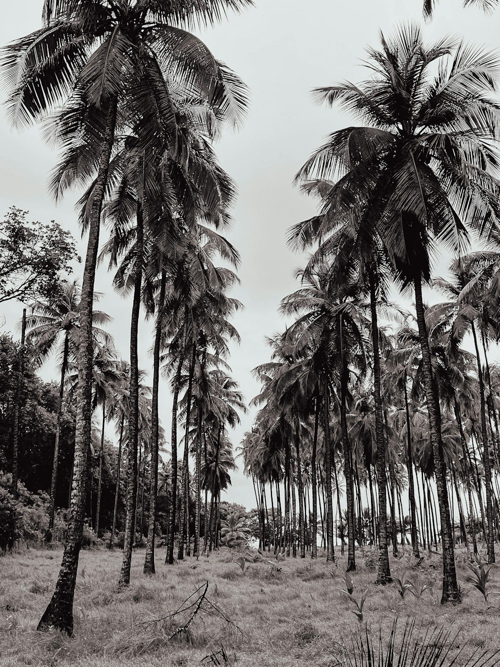 Une photo en noir et blanc de palmiers