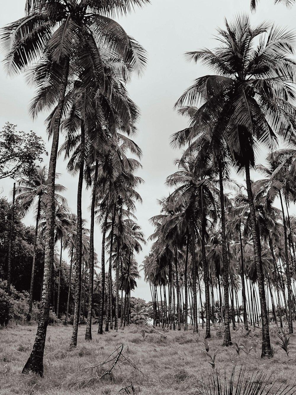 a black and white photo of palm trees