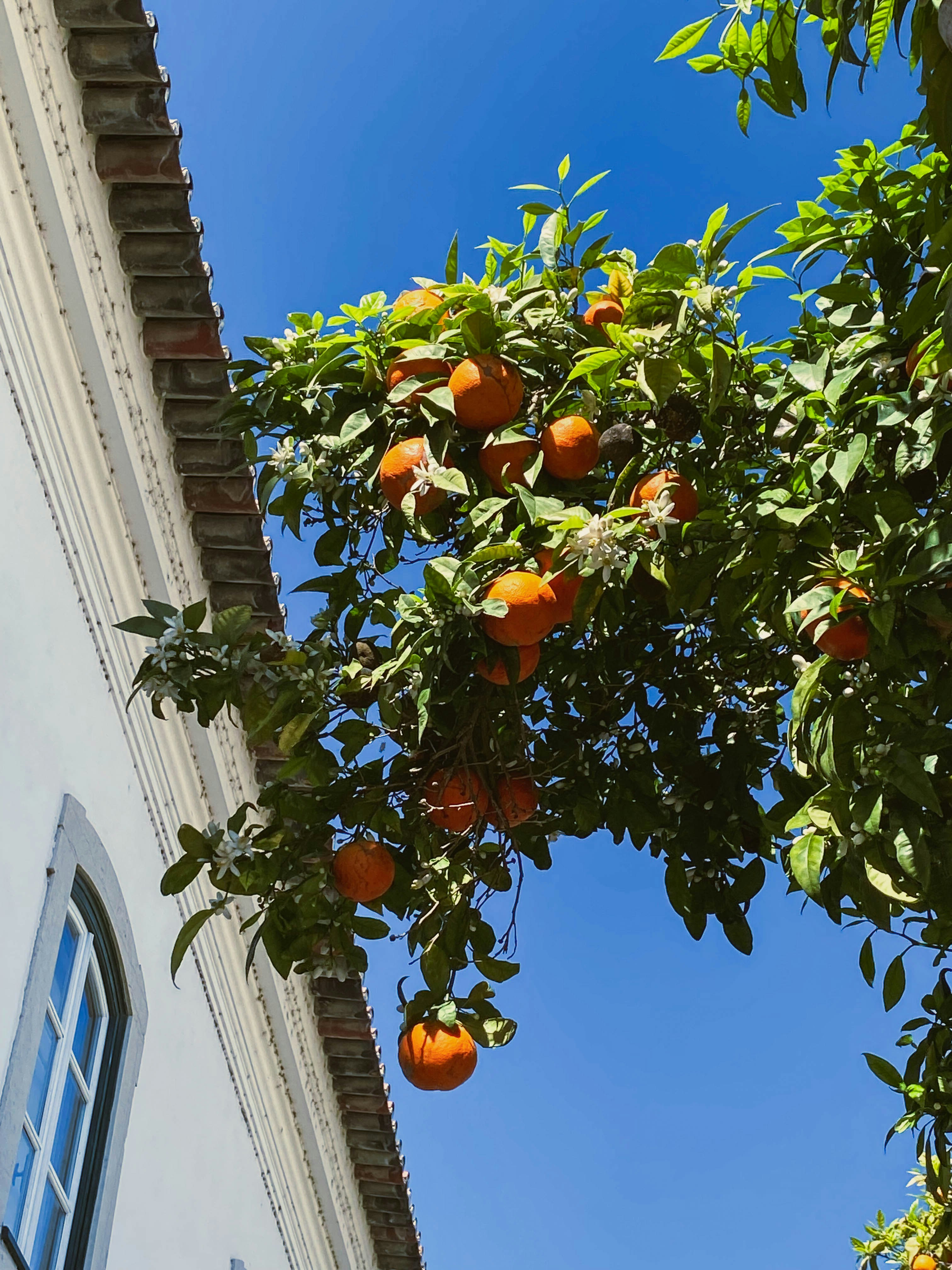 an orange tree in front of a white building