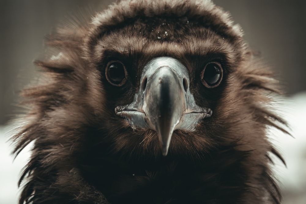 a close up of a bird with a very large beak