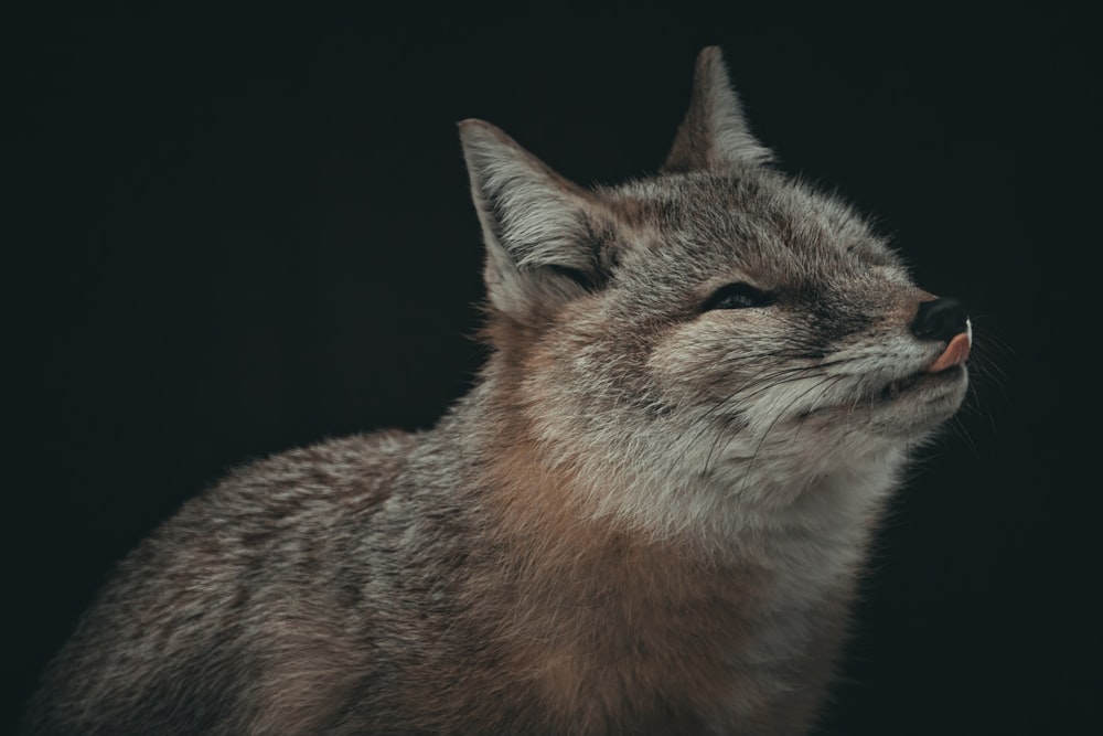 a close up of a cat's face with a black background