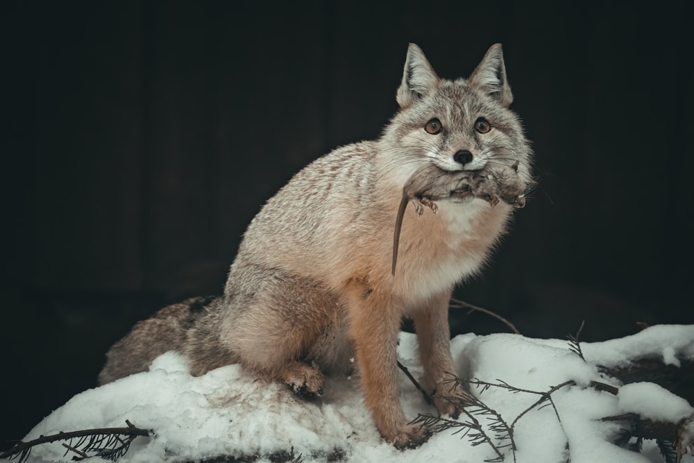 a fox sitting on top of snow covered ground