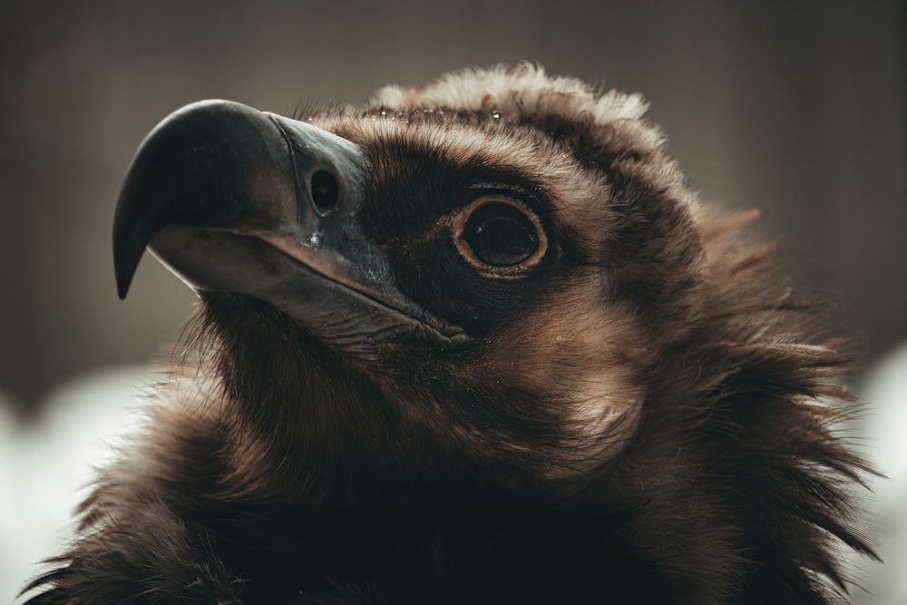 a close up of a bird's head with a blurry background