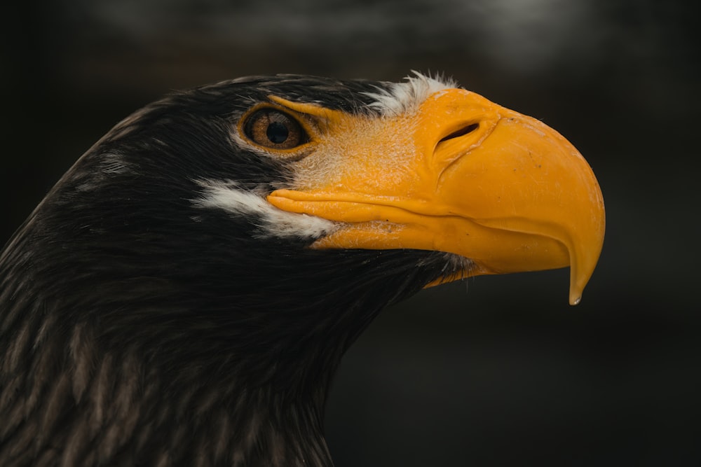 a close up of a bald eagle's head