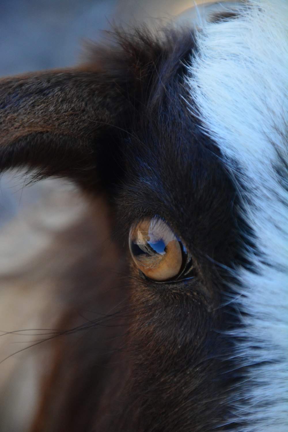 a close up of a goat's face with a blurry background