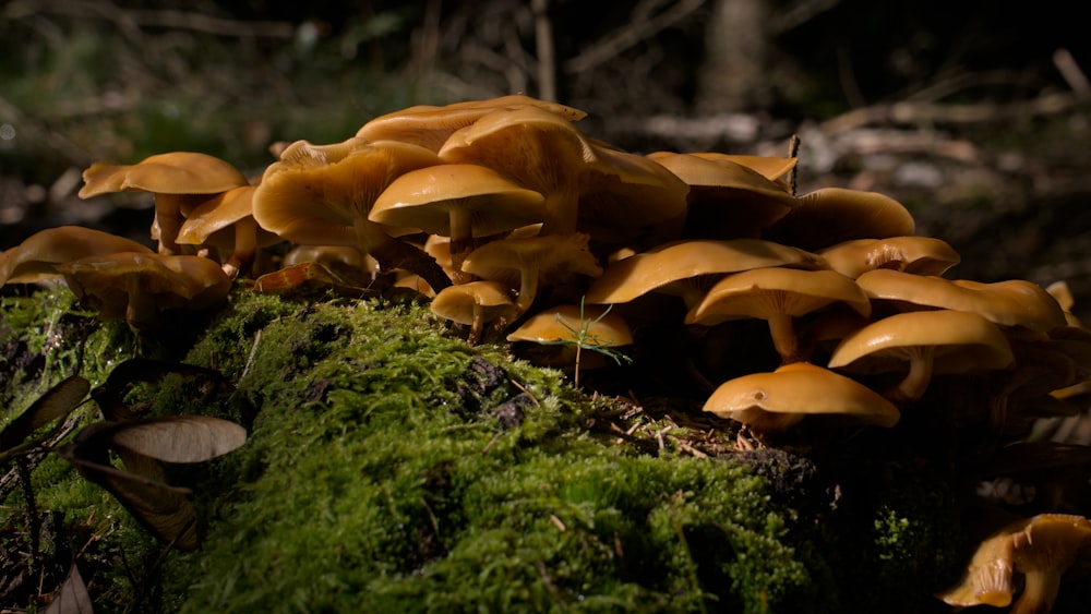 a group of mushrooms growing on a mossy log