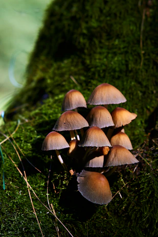 Close-up of a vibrant psilocybin mushroom cluster nestled in moss, highlighting nature's sacred gifts.