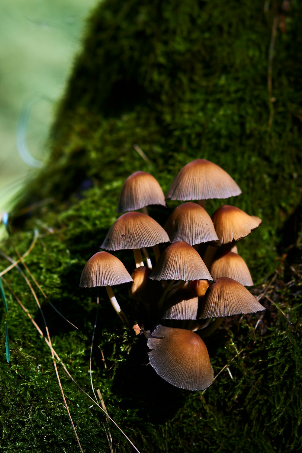 a group of mushrooms sitting on top of a moss covered ground