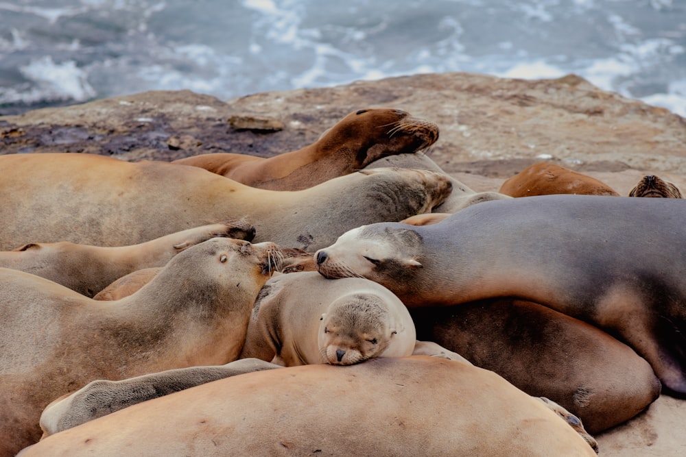 a group of sea lions laying on top of a beach