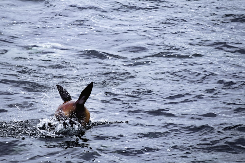 a bird is swimming in the water near the shore