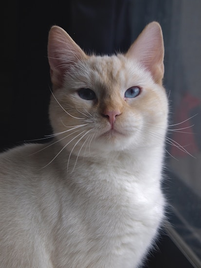 A close-up portrait of a light-colored cat with striking blue eyes. The cat's fur is soft and creamy, with subtle shades of beige on the face. It appears calm and serene, gazing directly ahead. The background is dark, which emphasizes the cat's features.