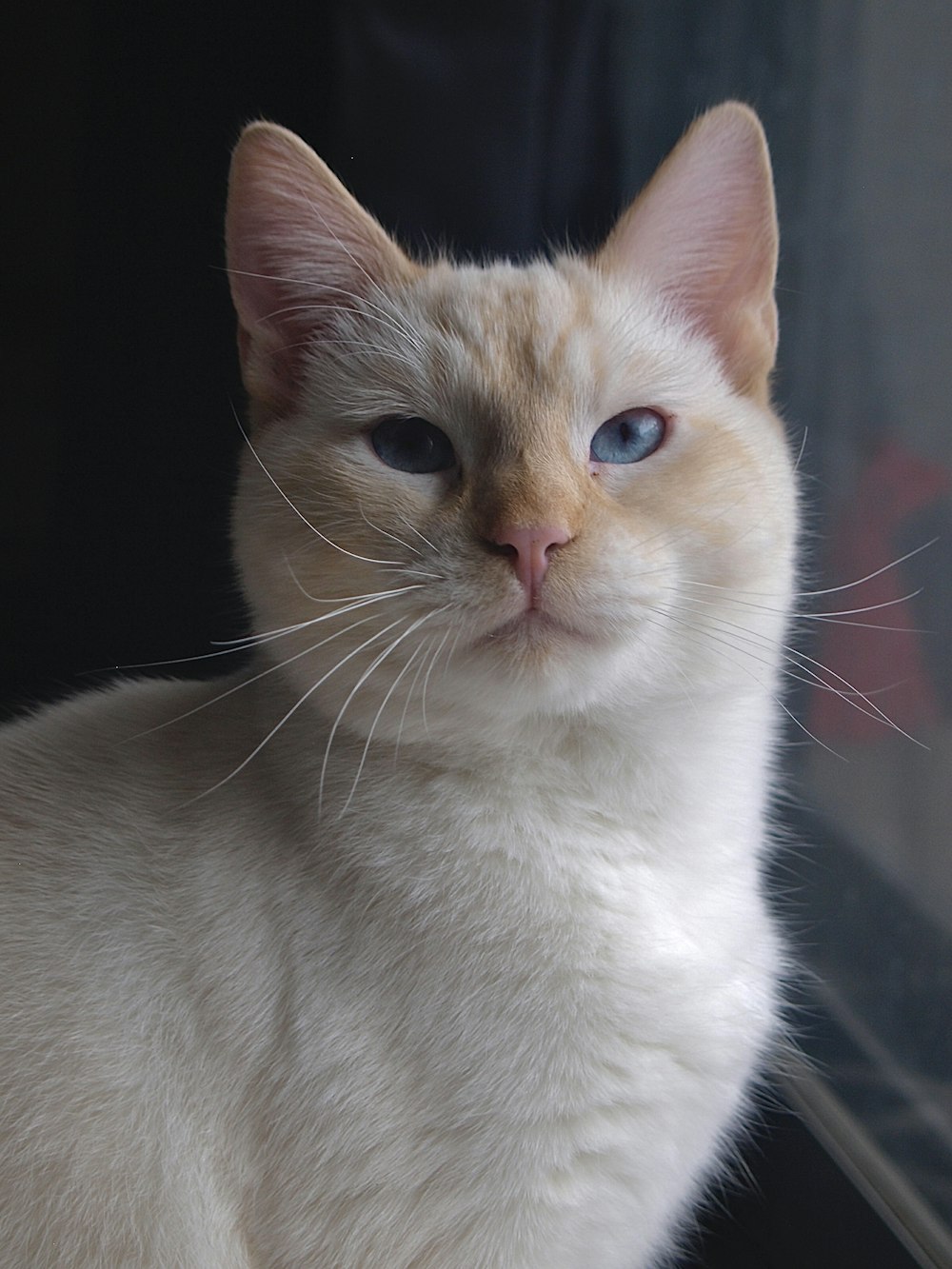 a white cat with blue eyes sitting on a window sill