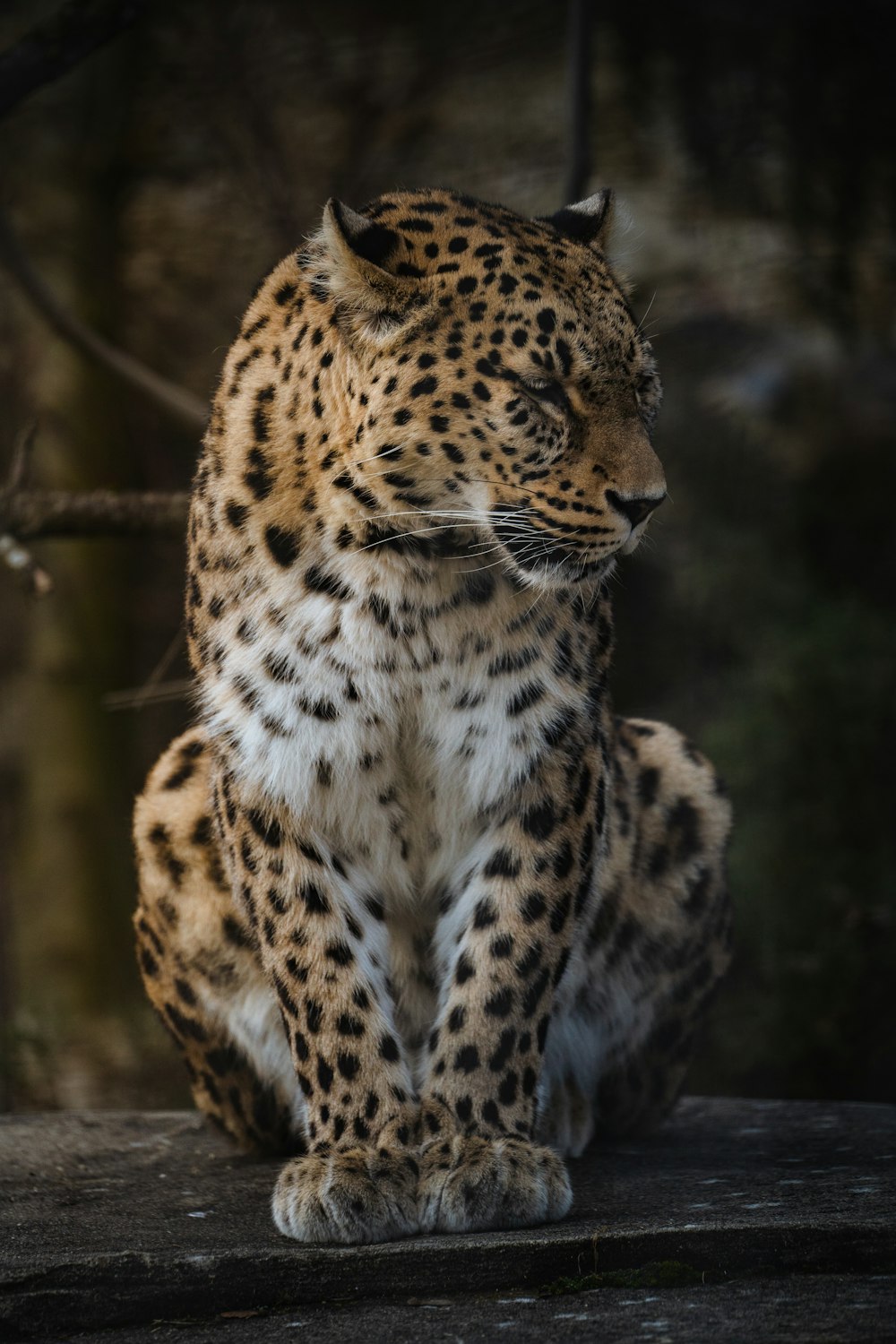 a large leopard sitting on top of a rock