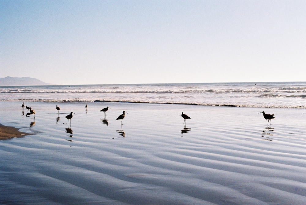 Un groupe d’oiseaux debout au sommet d’une plage de sable