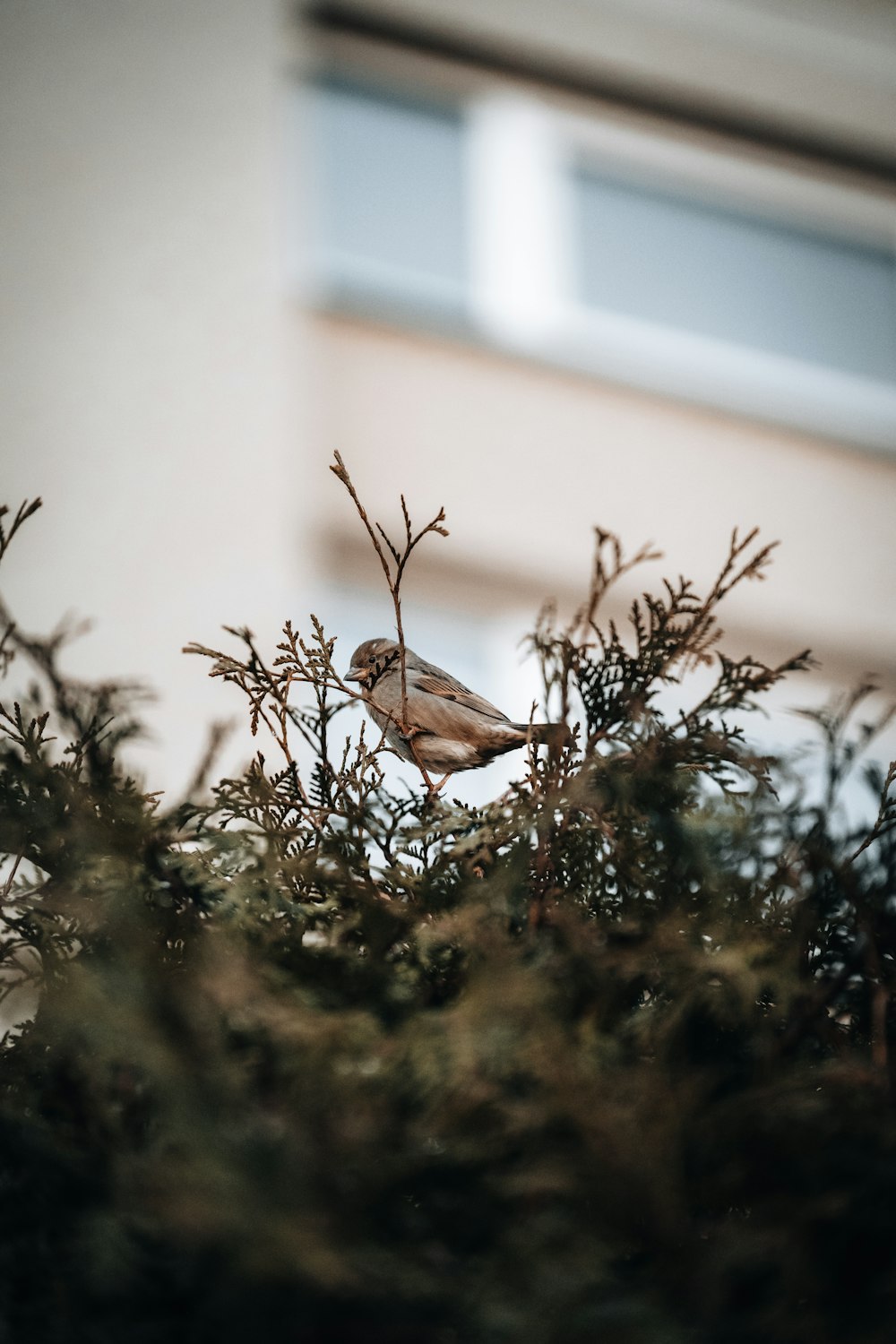 a small bird perched on top of a tree