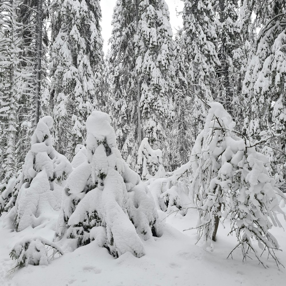 Una foresta innevata con molti alberi