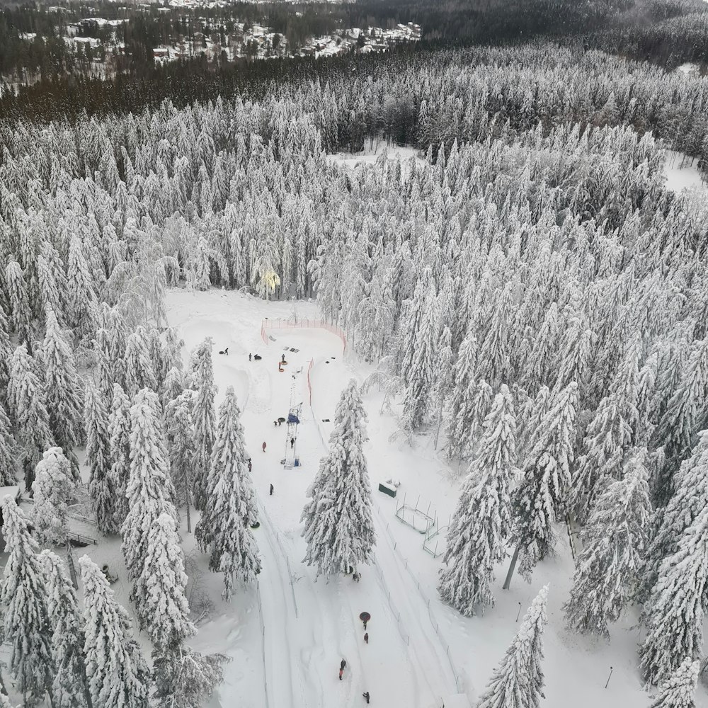 una veduta aerea di una foresta innevata