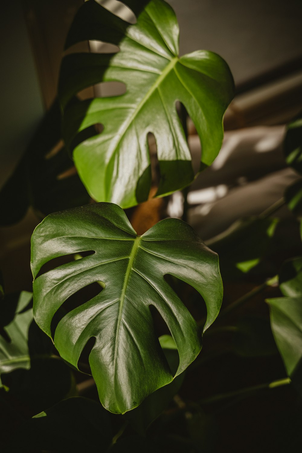 a large green leaf is hanging from a plant