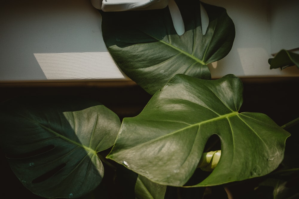 a large green plant sitting next to a window