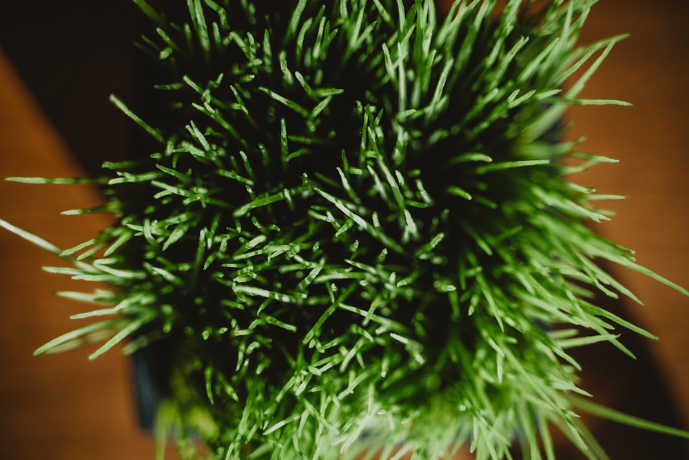 a close up of a plant on a table
