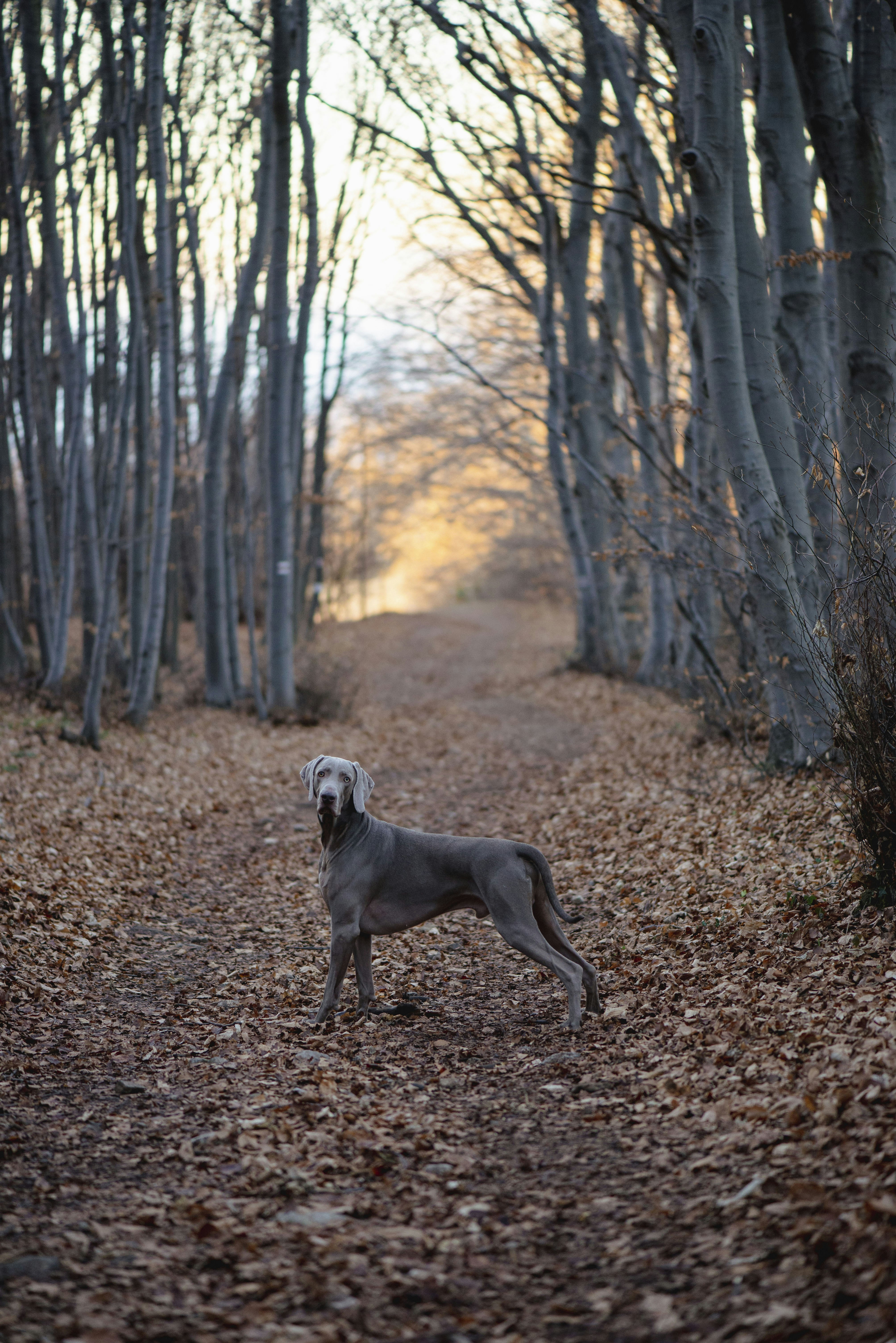 a dog standing in the middle of a forest