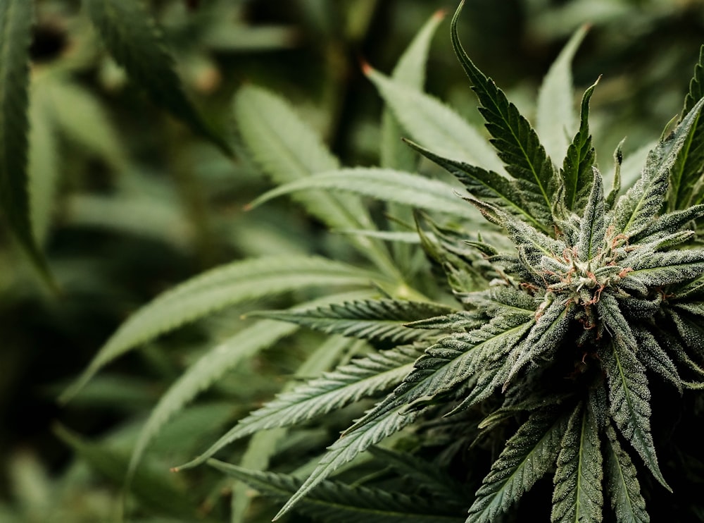 a close up of a marijuana plant in a field