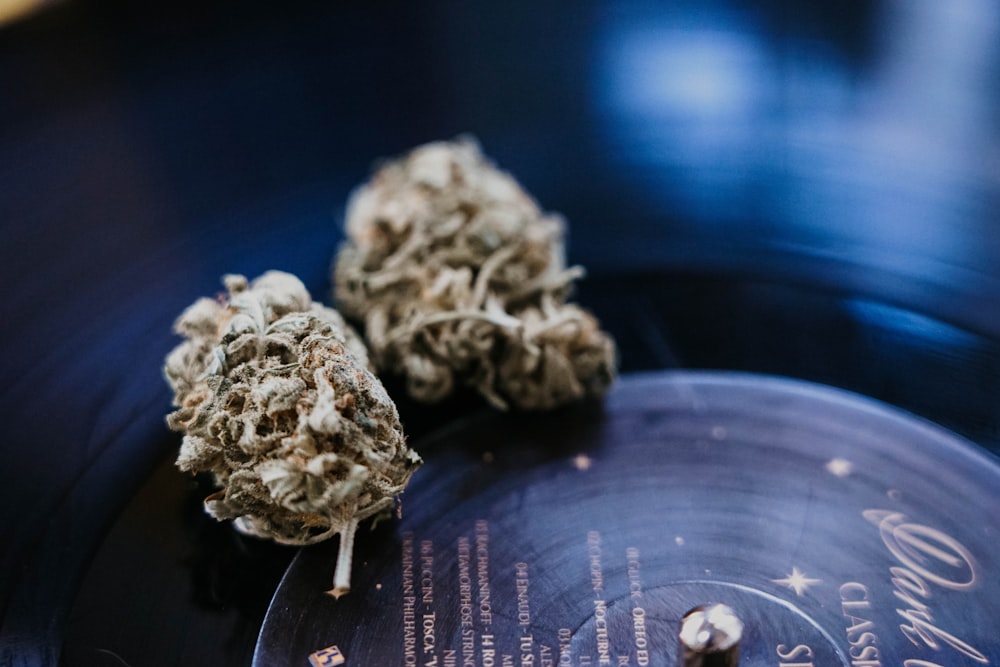 a close up of two marijuana buds on a record