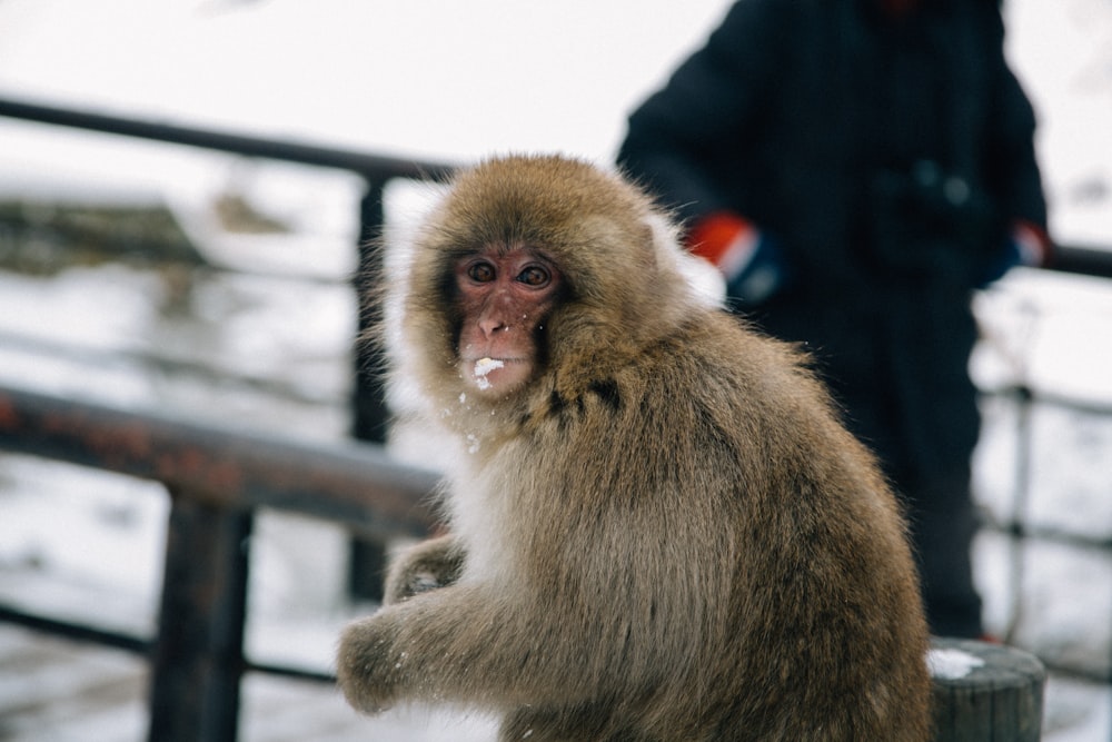 Mono de nieve en el parque de monos Jigokudani en la Prefectura de Nagano,  Japón Fotografía de stock - Alamy
