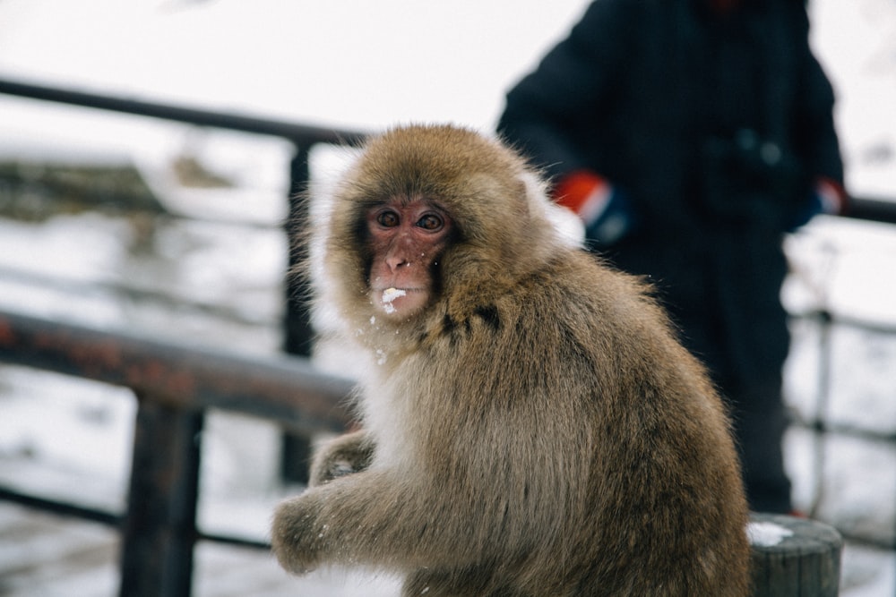 a monkey sitting on top of a wooden post