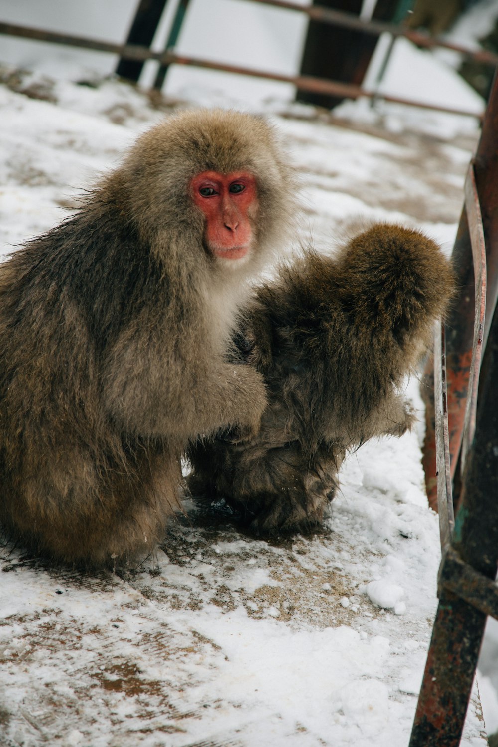 a monkey sitting on top of a snow covered ground