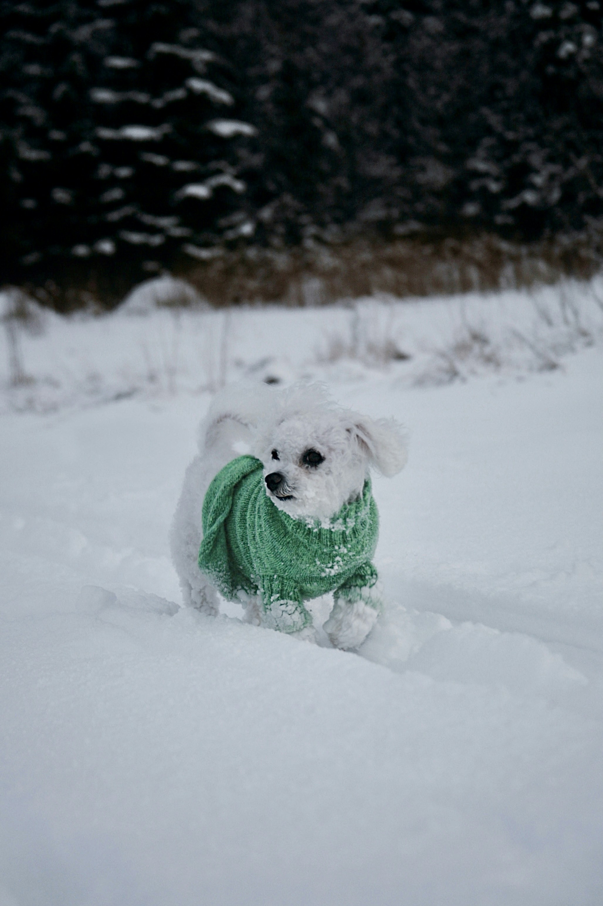 Winter Cozy Dog Sweater