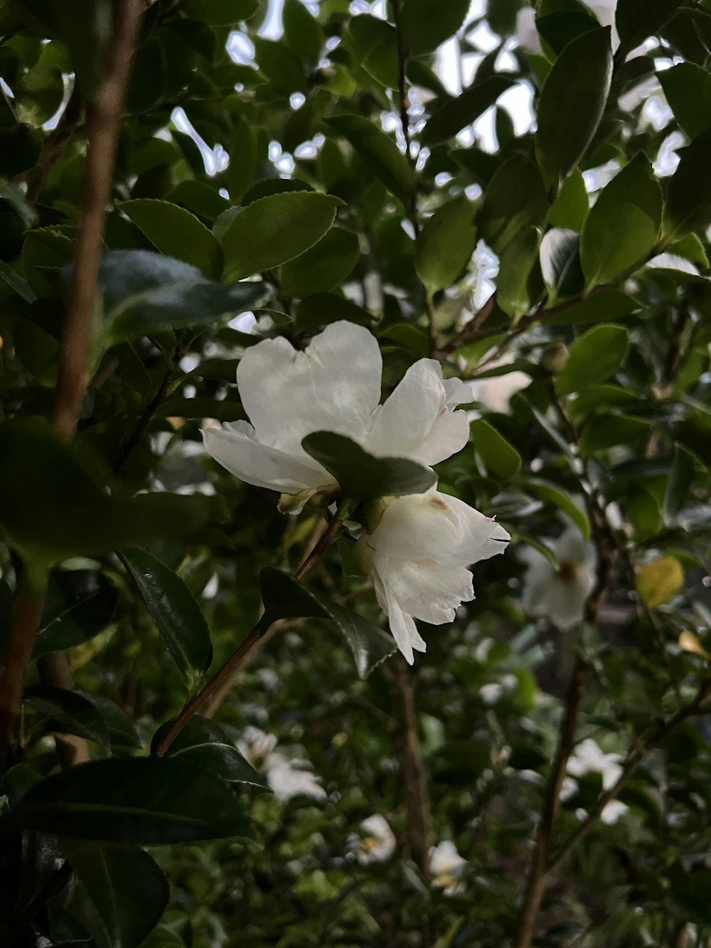 a white flower that is growing on a tree