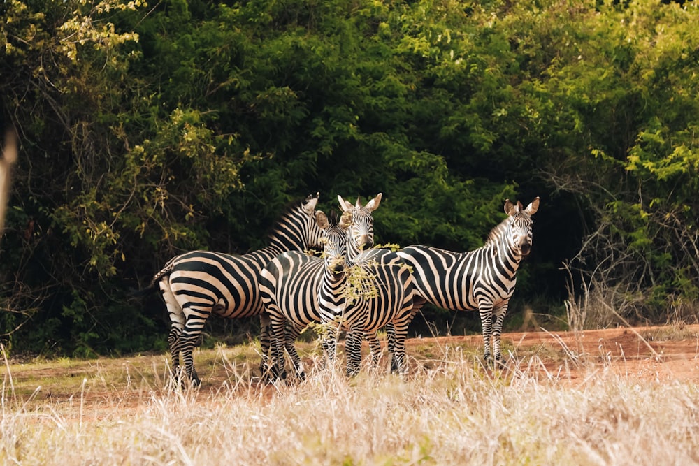 a group of zebras standing in a field with trees in the background