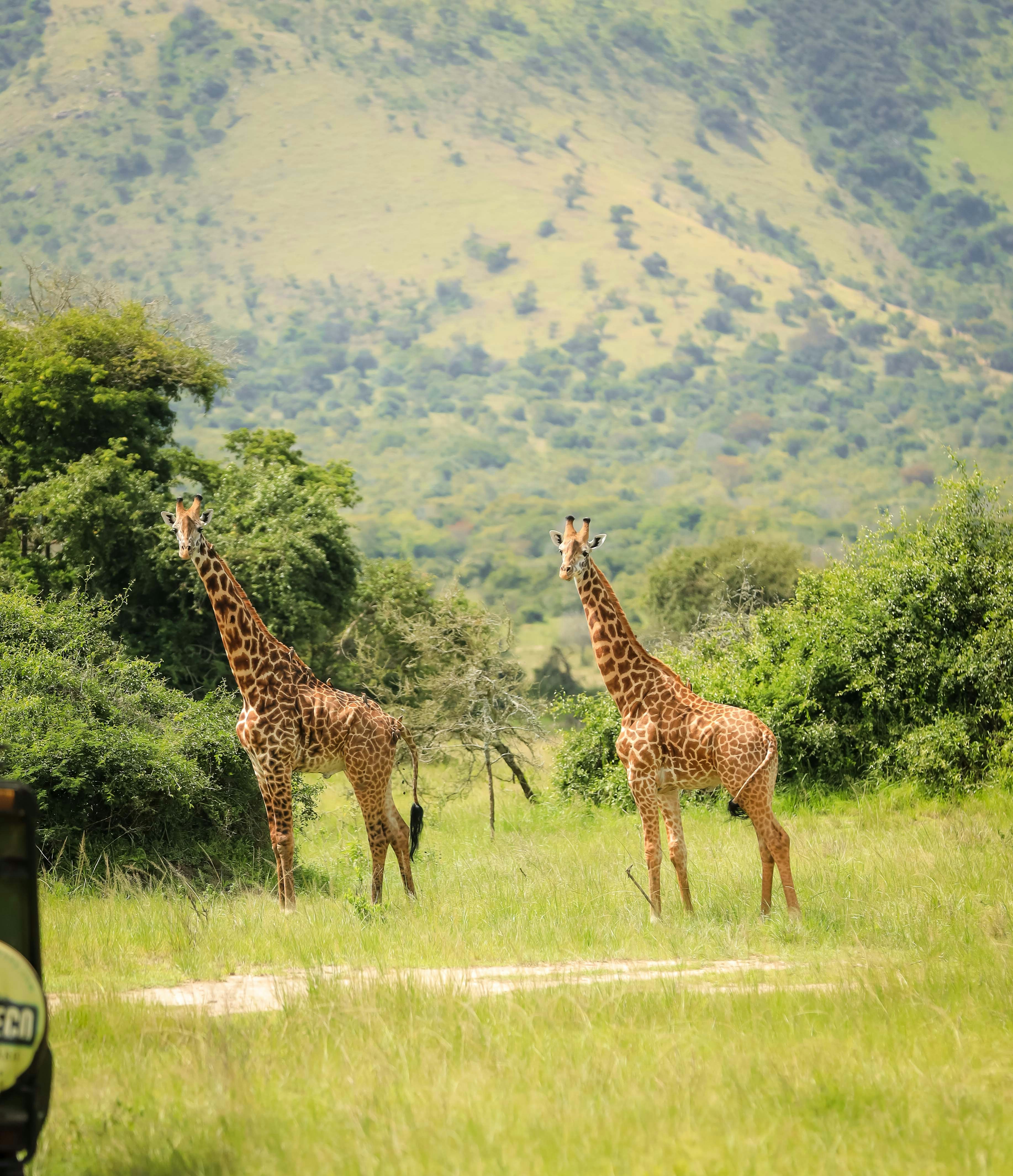 two giraffes are standing in a grassy field