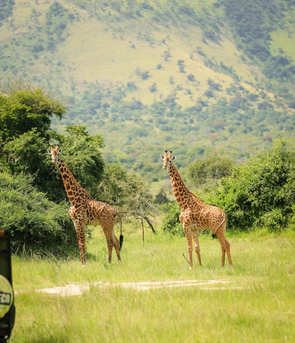 two giraffes are standing in a grassy field