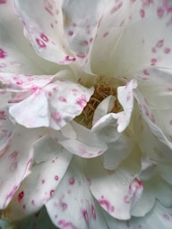 a close up of a white and pink flower