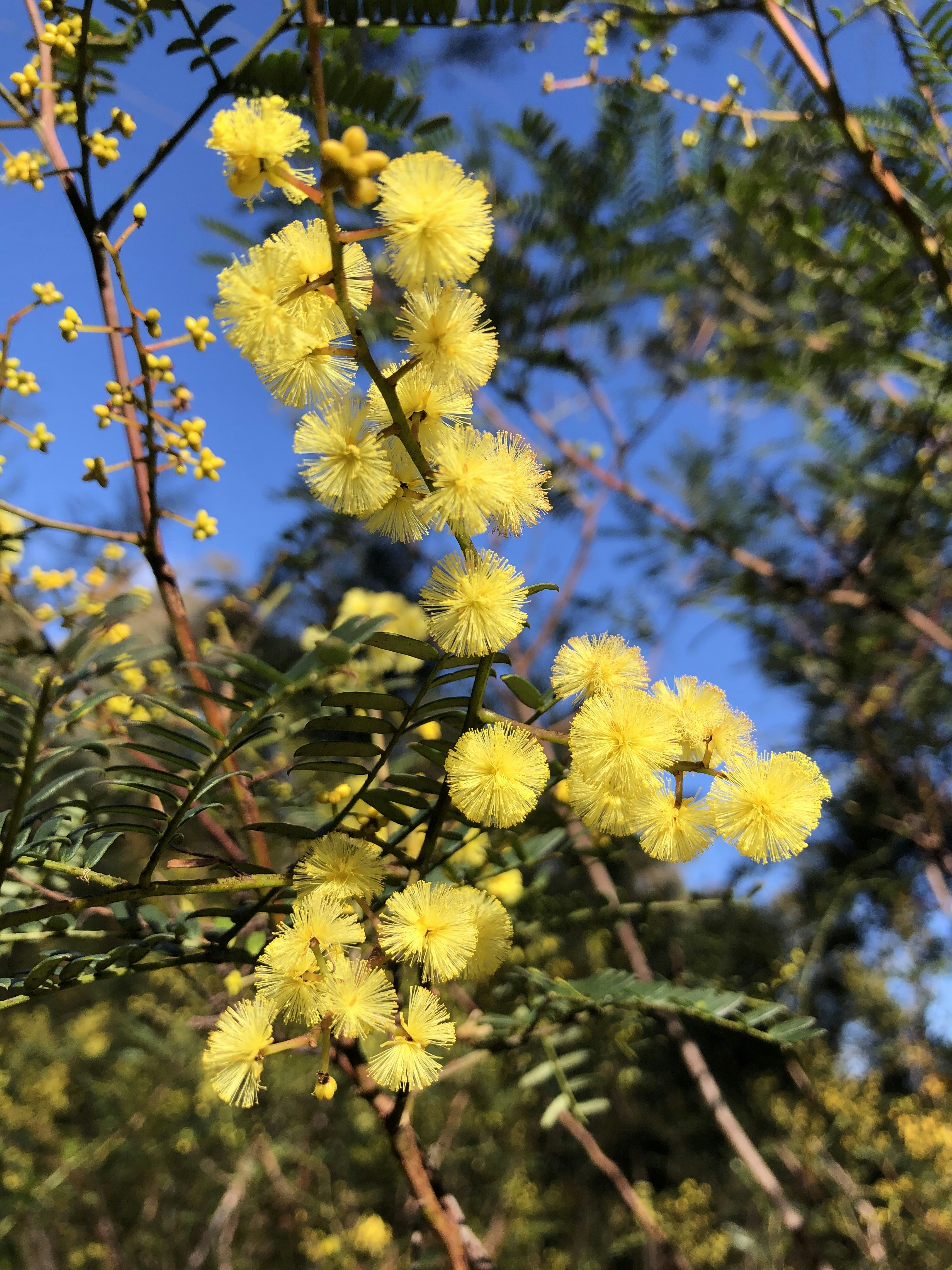 木からぶら下がっている黄色い花の束