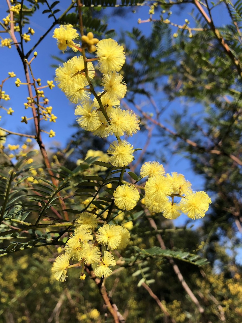 a bunch of yellow flowers hanging from a tree