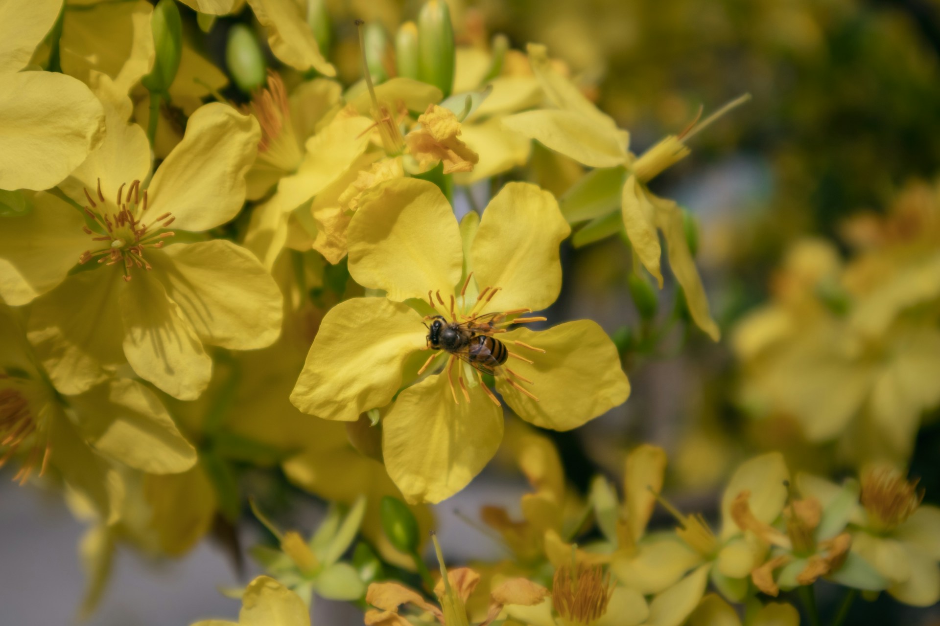 a close up of a bunch of yellow flowers