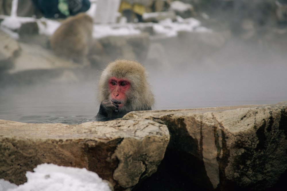 a monkey in a hot spring with snow on the ground
