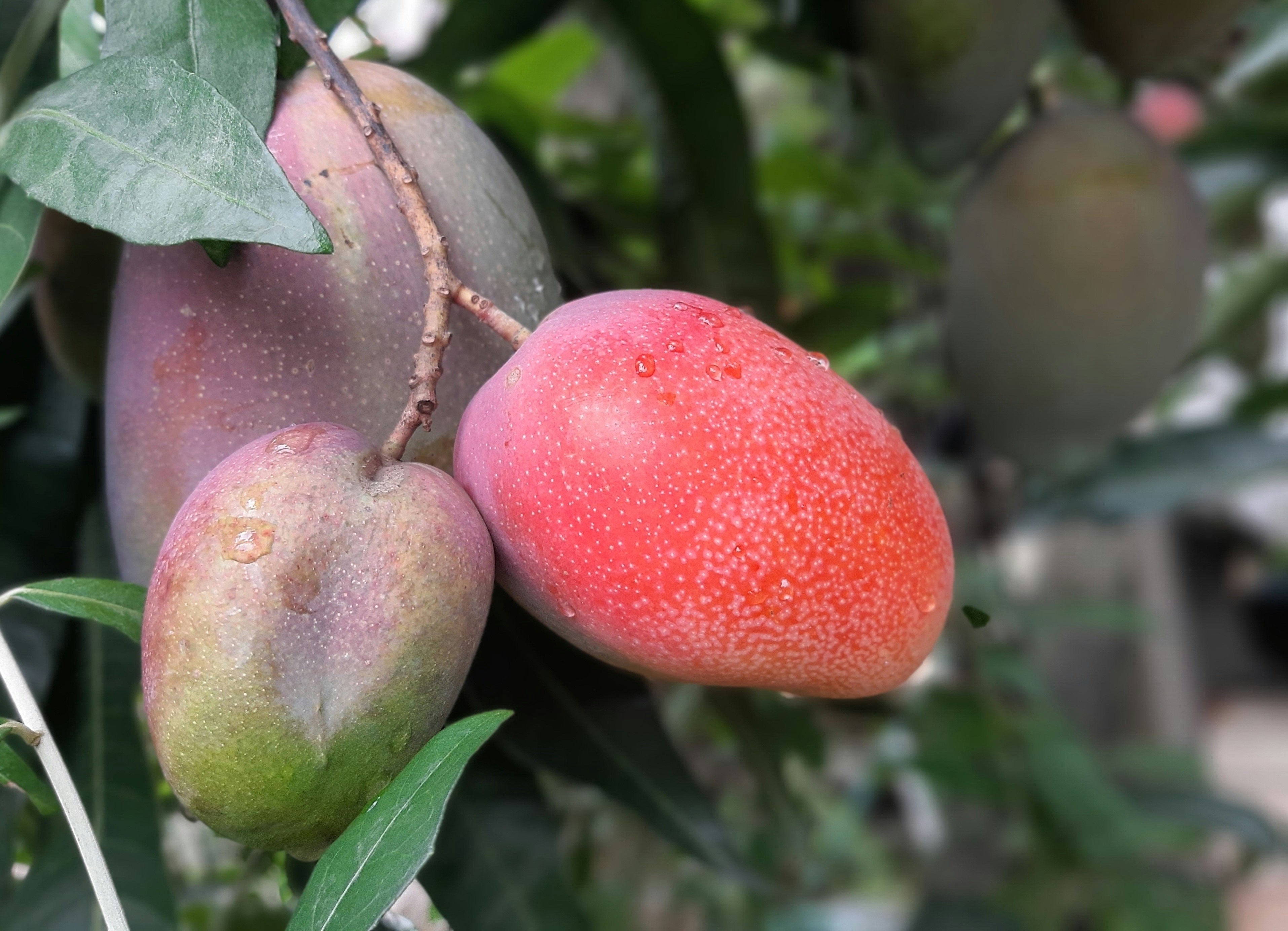 Enhancing Mango Management with IoT Devices for Ethylene Detection