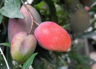 Ripening mangoes hang from a branch surrounded by green leaves. The fruits display a range of colors from green to bright red, with some showing droplets of water on their surface.
