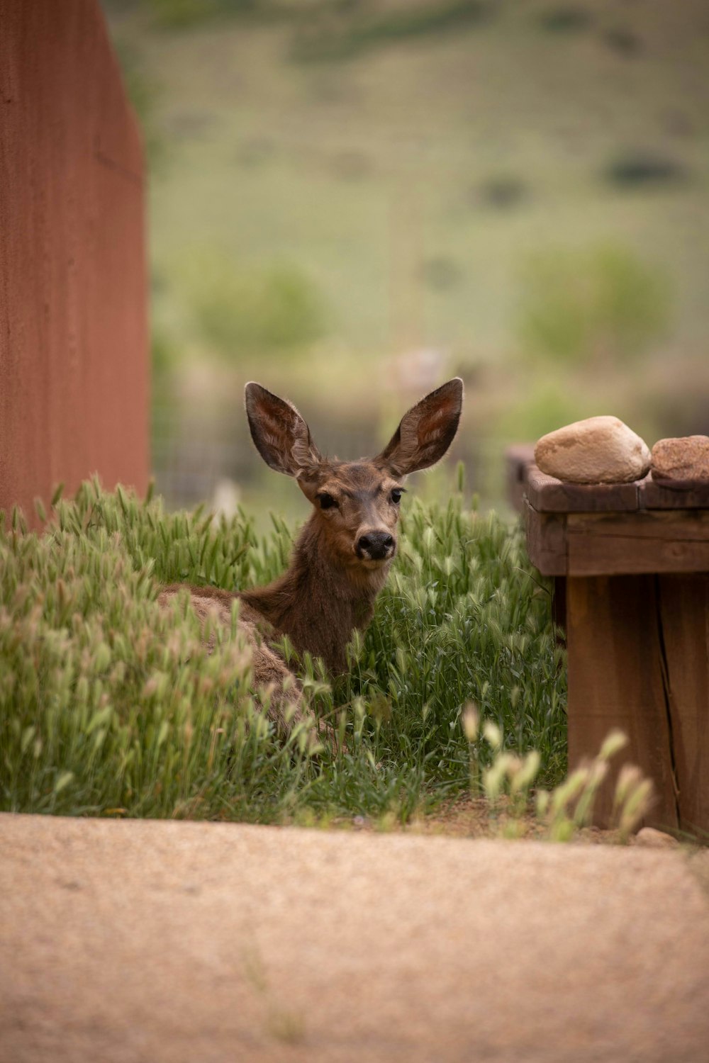 a deer laying in the grass next to a building