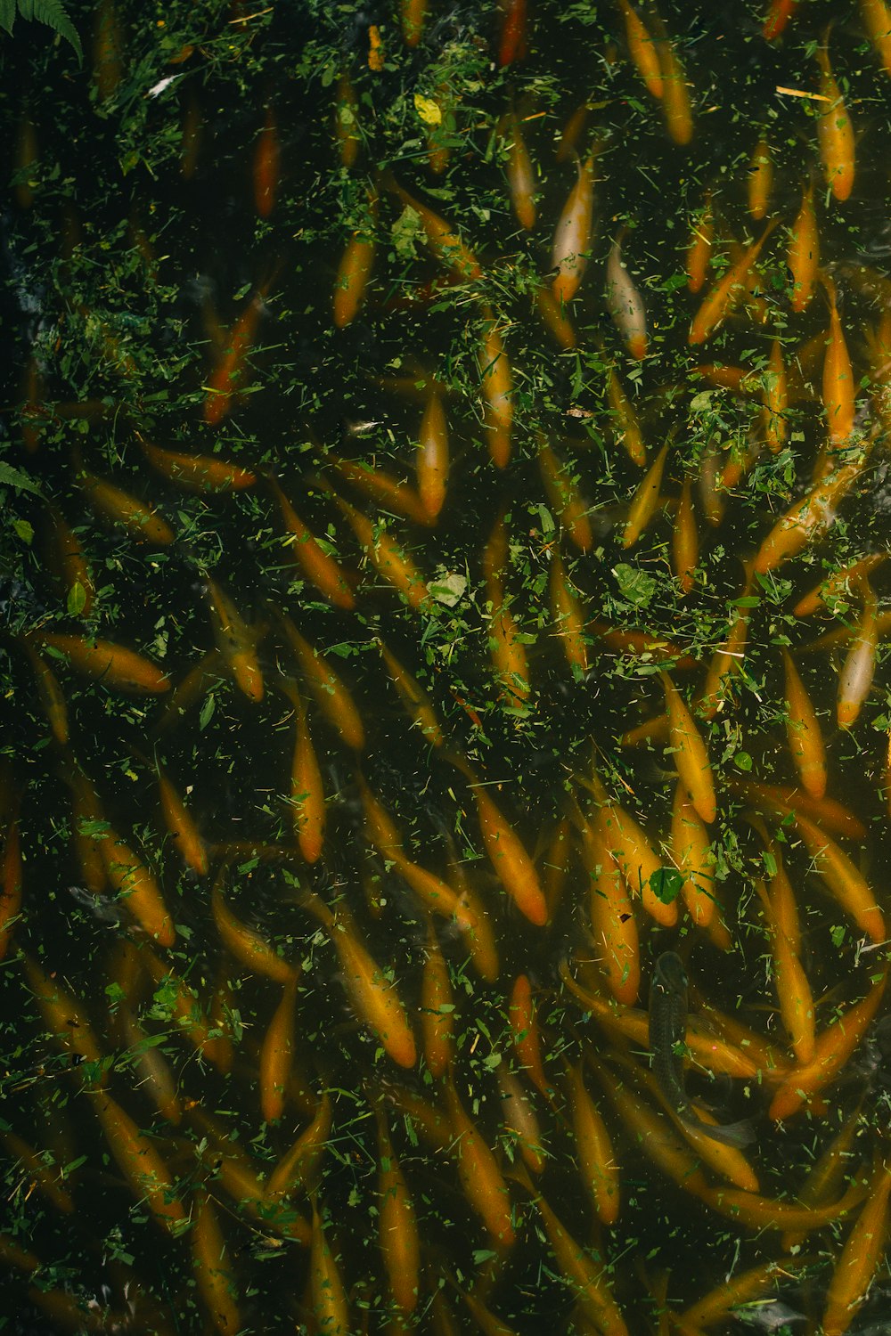 a large group of fish swimming in a pond